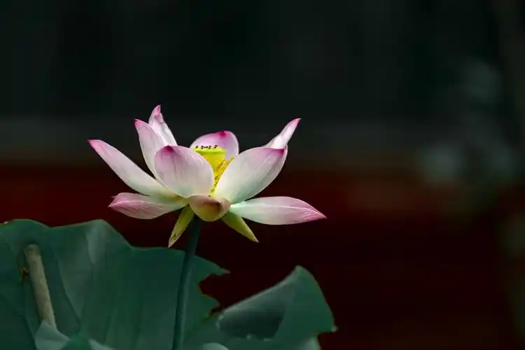 静心赏摄影作品多品种(荷花)尽信书2019.08.06制作