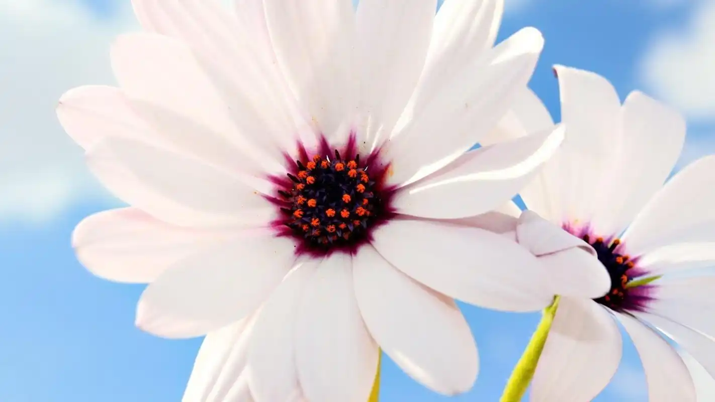 清新的好看花卉图片护眼桌面壁纸高清