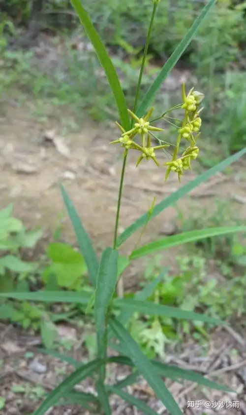 中药—徐长卿 - 知乎