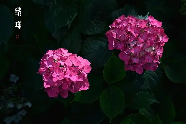 姹紫嫣红绣球花