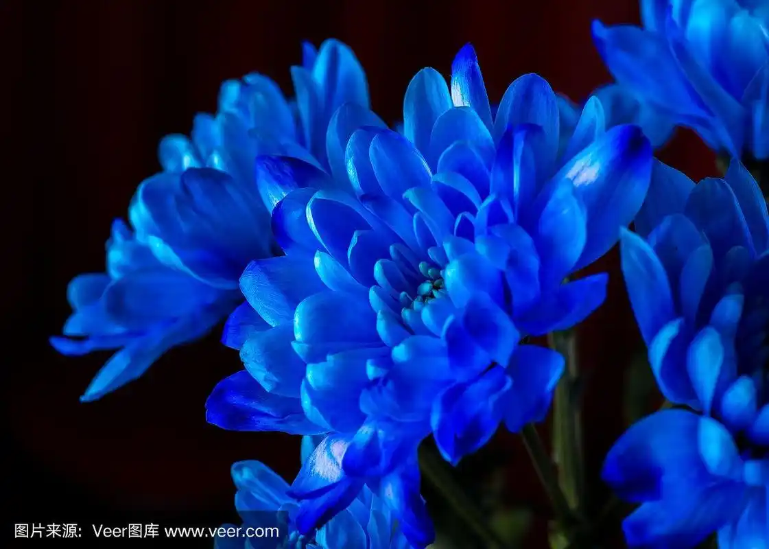 蓝色的新鲜的菊花