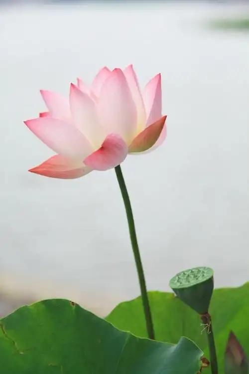 那些花儿-六月-莲花池荷花