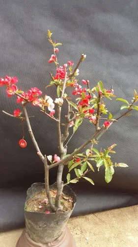 【复色海棠苗】东洋锦海棠,日本海棠 盆栽花卉,庭院观赏花