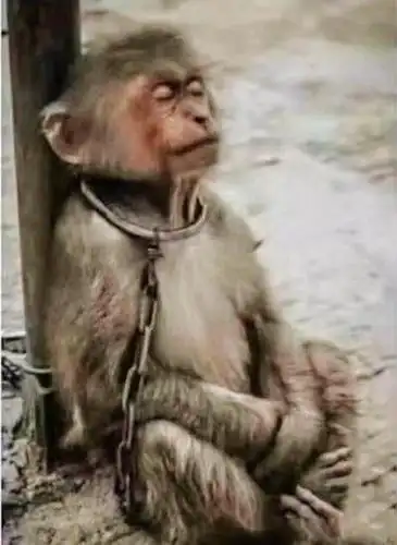 我的余生:叫做苟且偷生