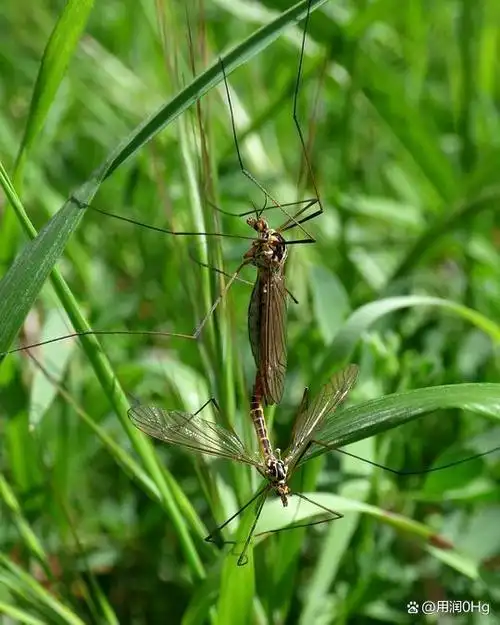 教你1个笨招!整夜开窗也不怕