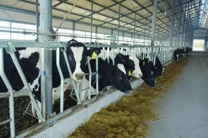 奶牛高效产奶的决定因素#北京泽牧久远生物. 来自新农联传媒 - 微博