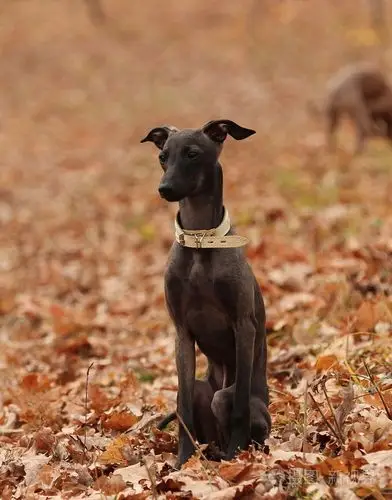 照片 动物 意大利灵缇犬站在森林.jpg