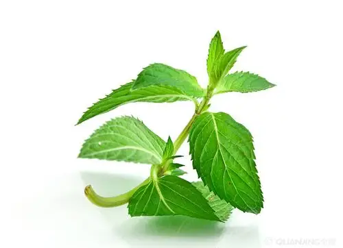 薄荷叶