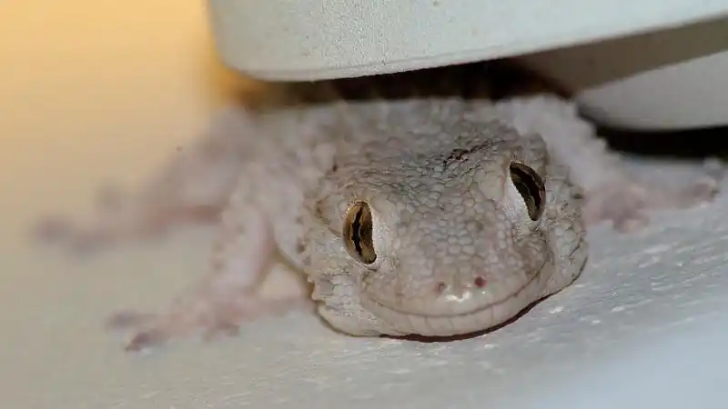 白色的蜥蜴图片