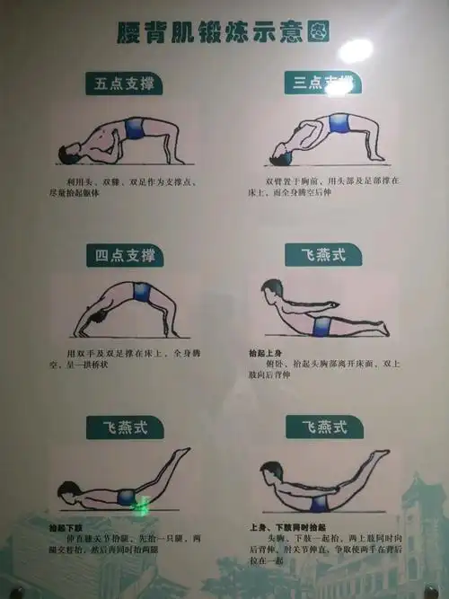腰背肌功能锻炼,图片
