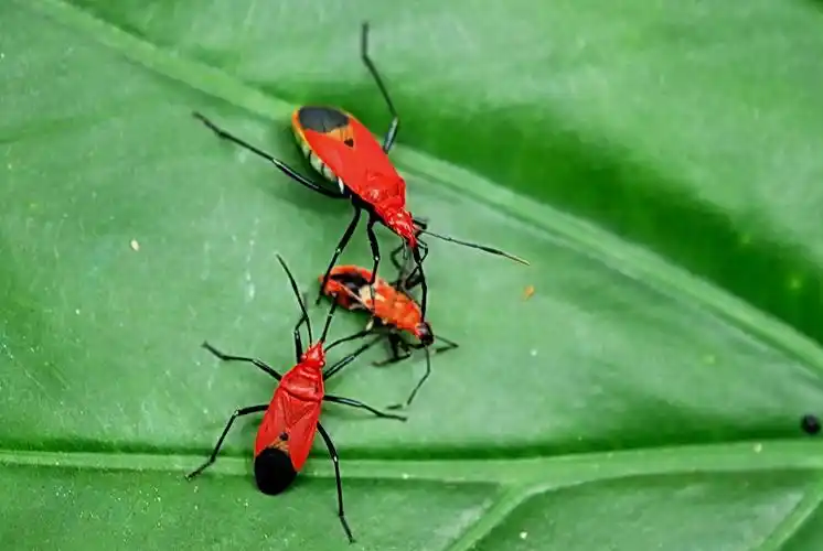 标题:秋虫(2)-----红蝽