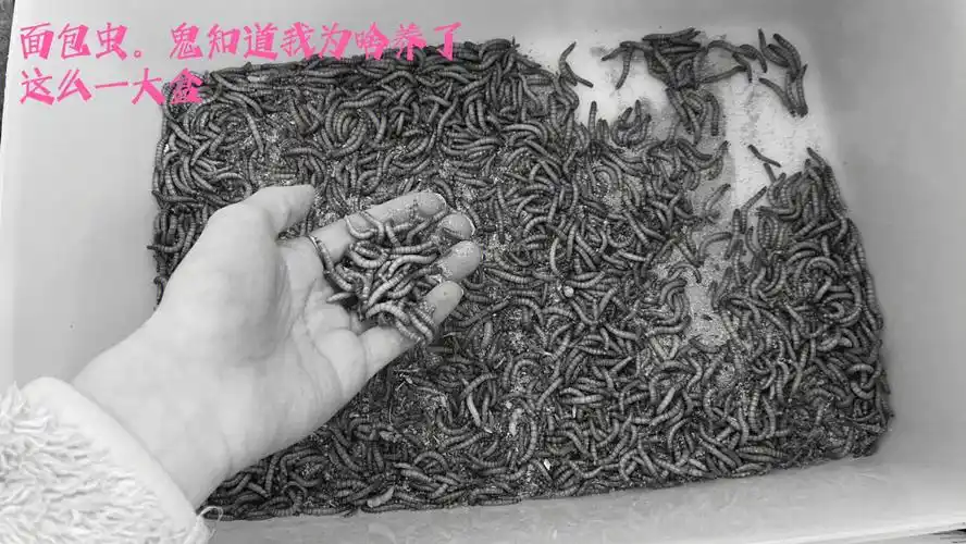 面包虫还是最好养的,不咋费心.
