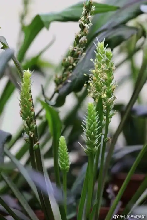 壁纸 草 绿色 植物 桌面 690_1034 竖版 竖屏 手机