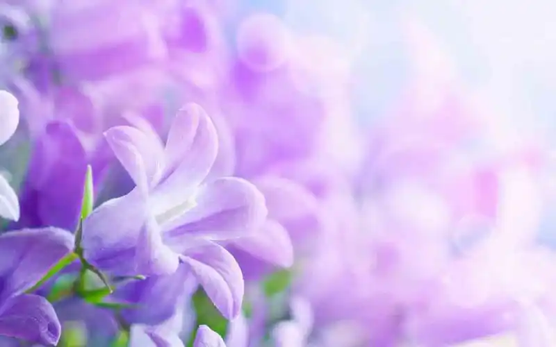 紫色唯美意境,风景-手机壁纸