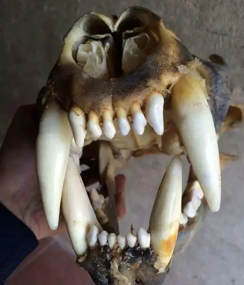 虎牙怎么分辨真假你需要学习了