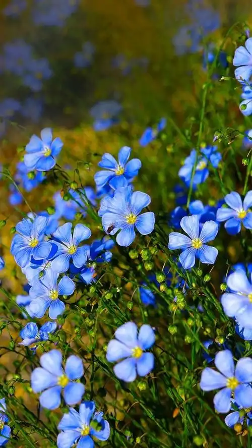 蓝色的花,野花 iphone 壁纸您的位置:首页/鲜花矢量与设计旅游与世界