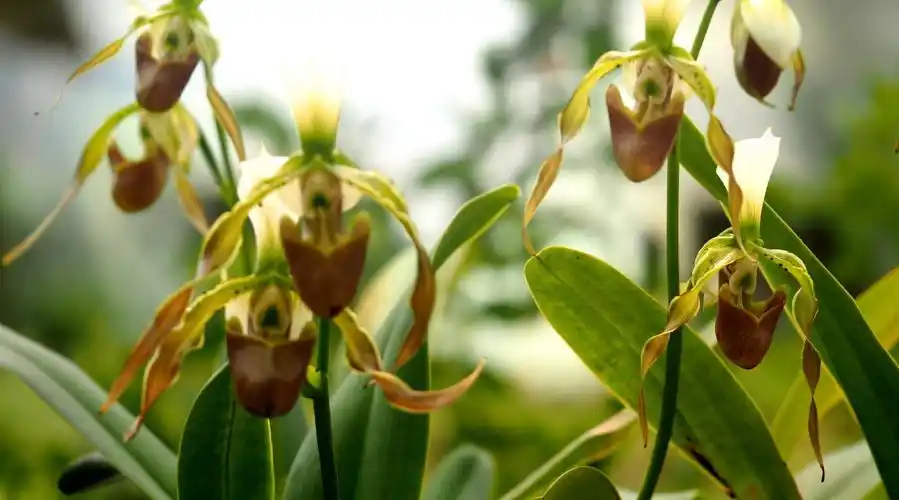 带叶兜兰,飘带兜兰,麻栗坡兜兰,杏黄兜兰,硬叶兜兰,绿摩的兜兰,红摩的