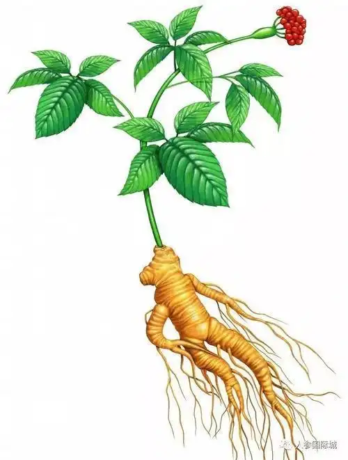 不轻易出山,但与善良人有缘,有"生死人而肉白骨"之医疗功效,中