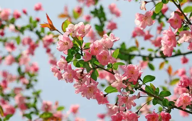 海棠光长叶子不开花?以下几方面缺一不可,花友们赶快学起来!