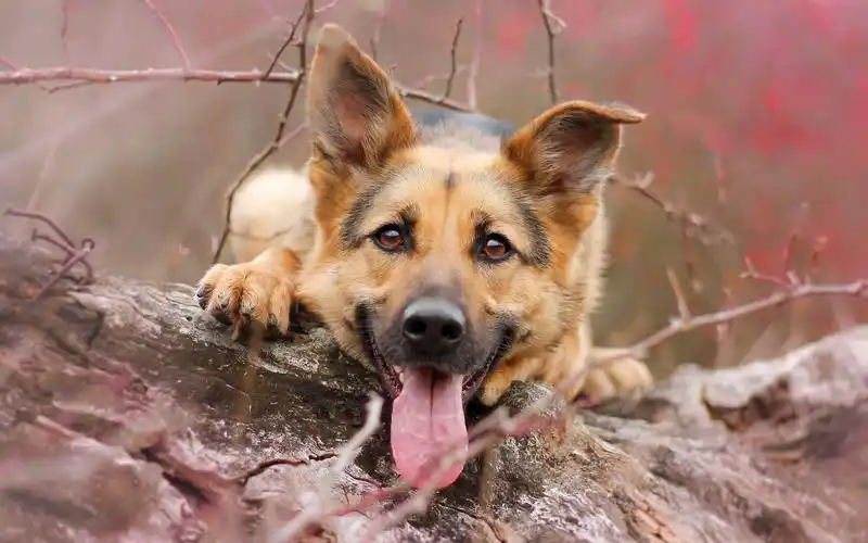 s12贵族全屏火捷正火最后全套装备备份展示