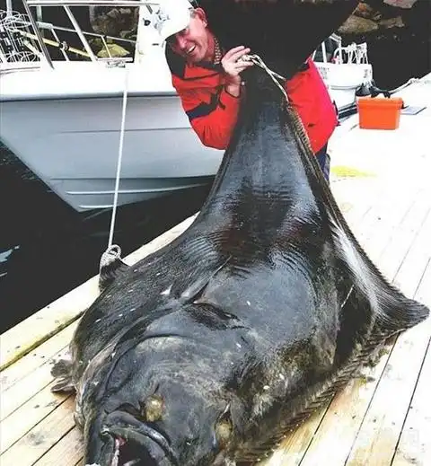 渔民钓起巨型鲶鱼 盘点惊骇巨型生物