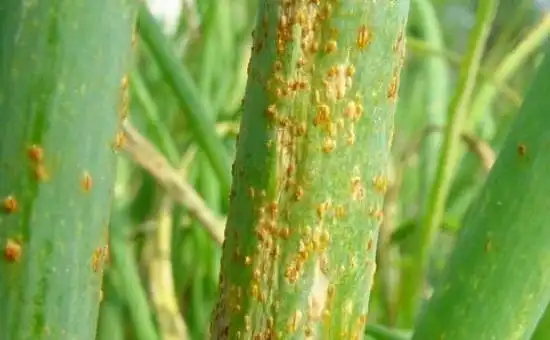 小麦价格或将上涨为何黄锈病可能会影响小麦2020年产量