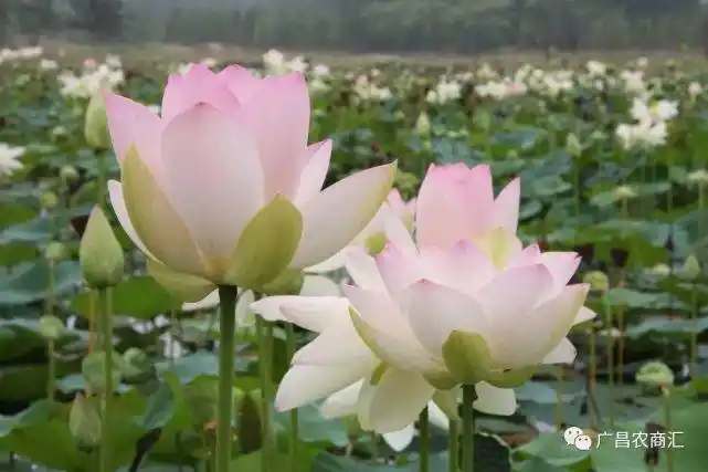 俊辉世界上最大的荷花舞妃莲