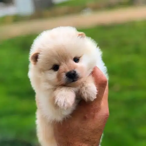 如果说萌即正义,那博美小奶狗一定是世界上最具正义感的宠物!