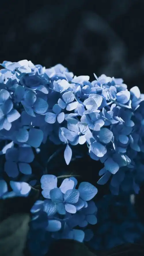 唯美绣球花高清图片手机壁纸