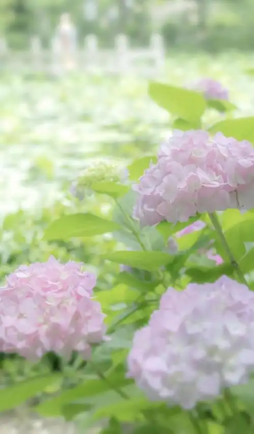 迷人养眼的绣球花