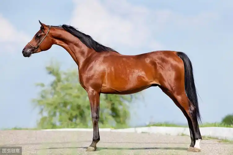 地球上10大最漂亮的马,第一被称为黄金之马,阿拉伯马排第二