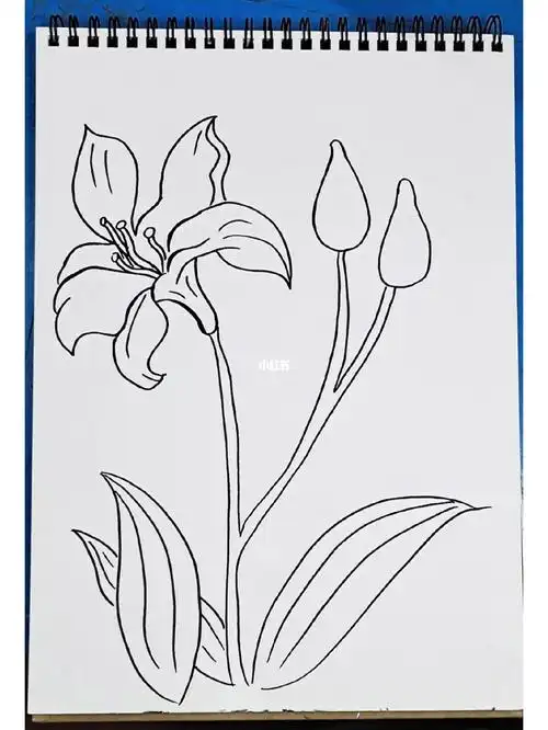 挑战花卉简笔画_简笔画_花卉_绘画_百合花_兴趣爱好_绘画