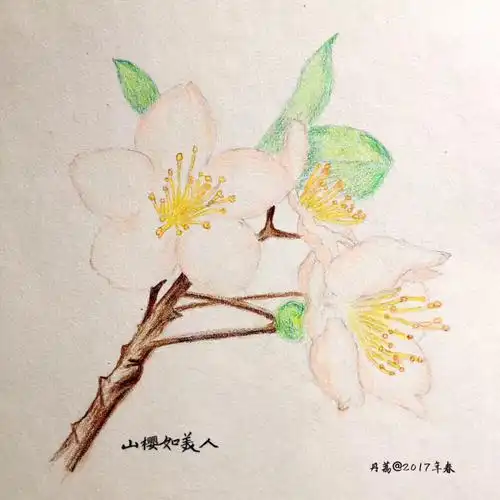 彩铅:樱花@2017年春