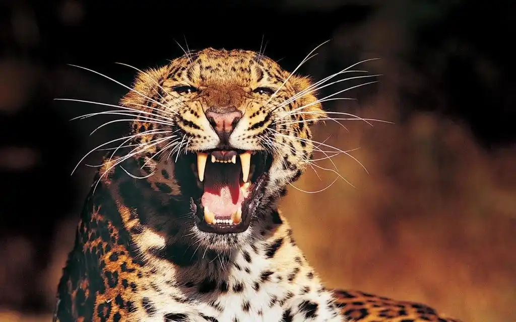 金钱豹动物壁纸_性情凶猛的金钱豹