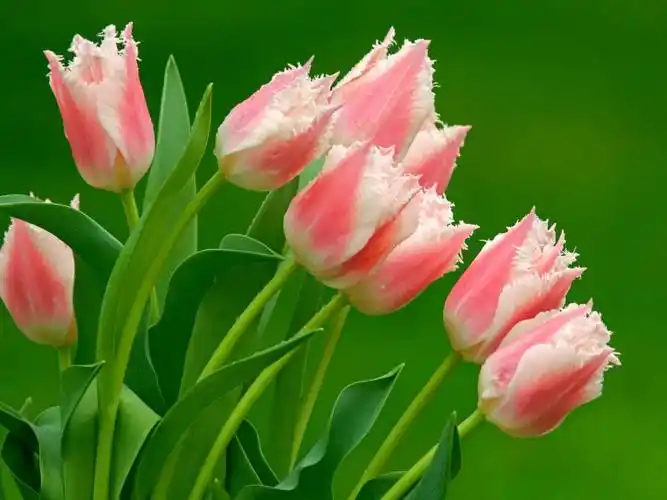 最美的花朵图片 世界上最美的花盘点-优刊号