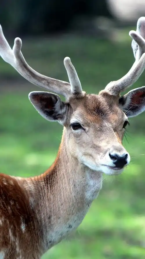 iphone 壁纸 梅花鹿