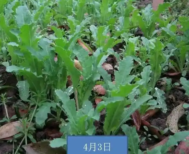 举报可有万元以上奖励!_罂粟