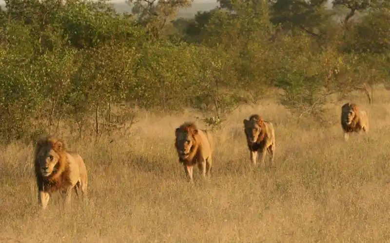 【坏男孩联盟纪录片剪辑】雄狮高燃战斗合集