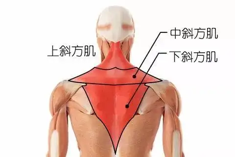 如何练习斜方肌?改善圆肩驼背,这八个体式比撸铁还有效