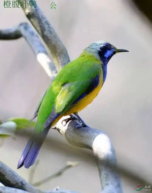 原创林子大了什么鸟都有这些灵动秀逸千姿百态的鸟你见过了吗