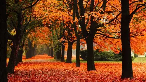 公园,巷子里,树木,秋天,红叶 壁纸