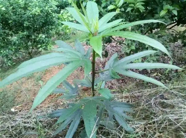 白毛桃根的功效与作用(中药材五指毛桃根) - 行就行