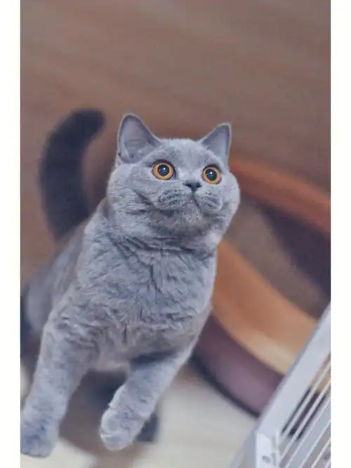 长的像个汉子的妹纸#武汉猫舍  #猫咪日常  ##英短  #英短蓝猫  #英国