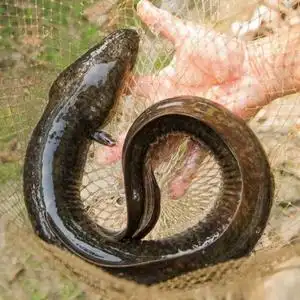 现捕淡水花鳗鱼河鳗湖鳗鱼鲜活冷冻新鲜鳗鲡鳗包邮500g整条