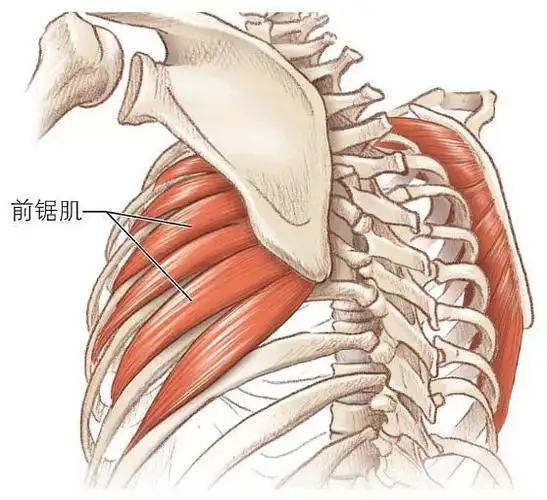 前锯肌