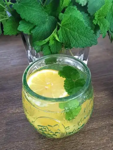 柠檬薄荷的夏天