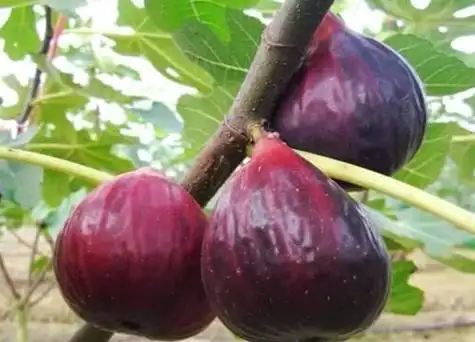 无花果品种介绍及图片大全无花果有几个品种
