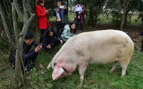 汶川地震中的"猪坚强"获专人伺候 住一室一厅