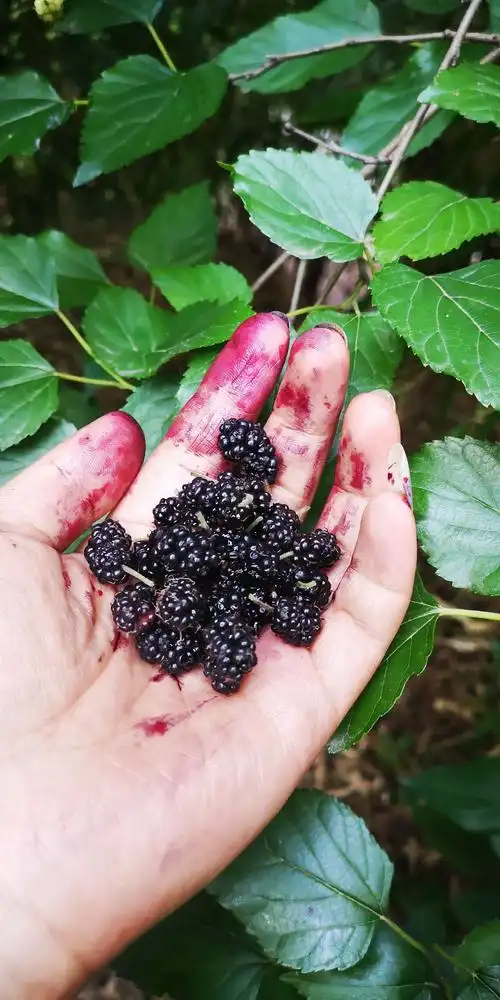 茜茜的小毛驴之大劈坡野食