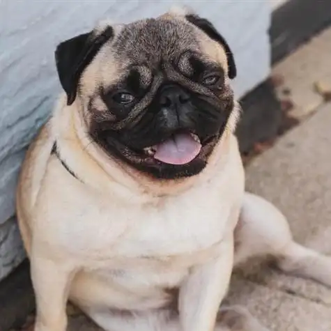 呆萌的哈巴狗头像,送给爱狗狗的每一位朋友